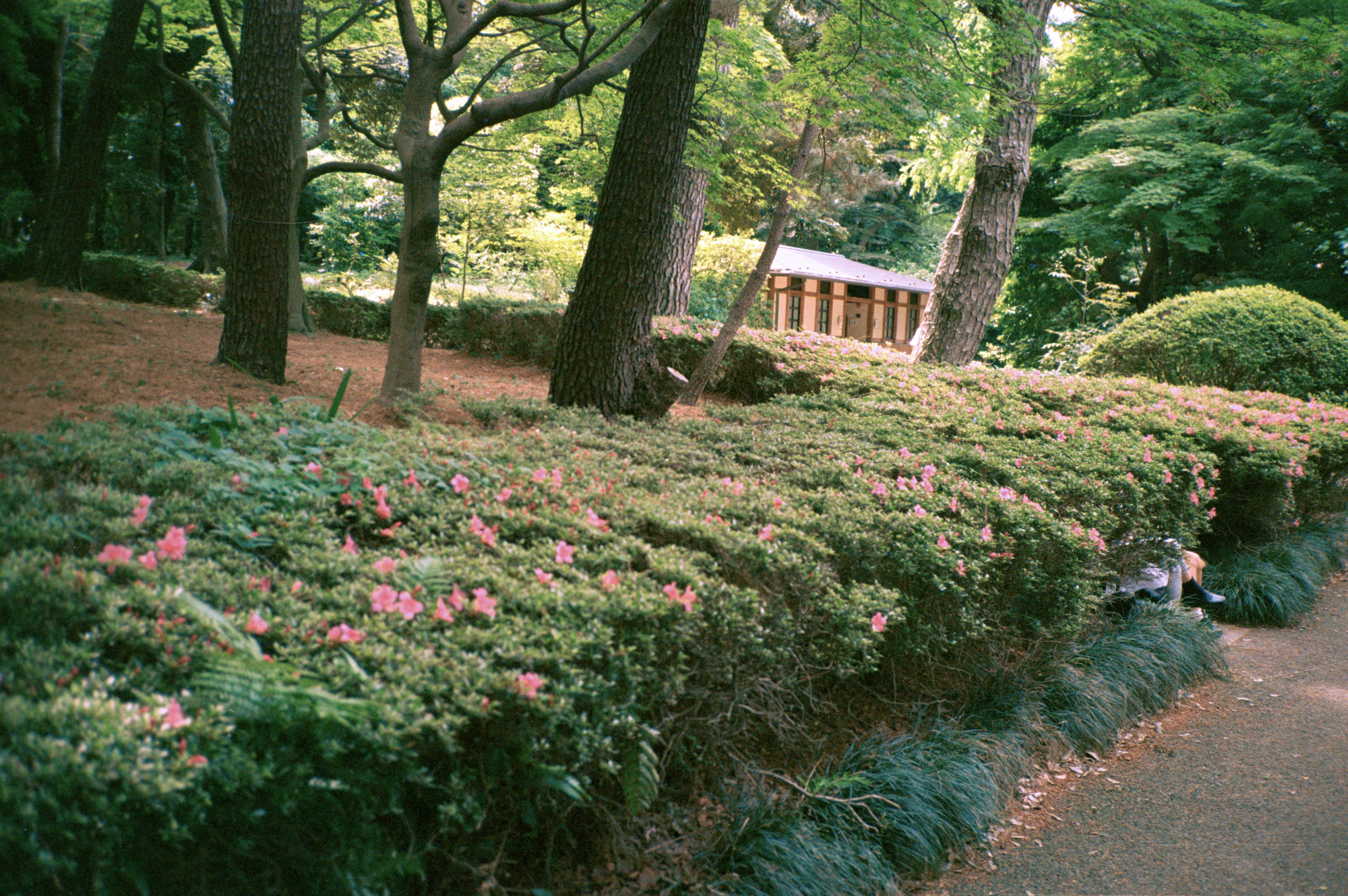 untitled (secrets #1), japan by John Zinonos