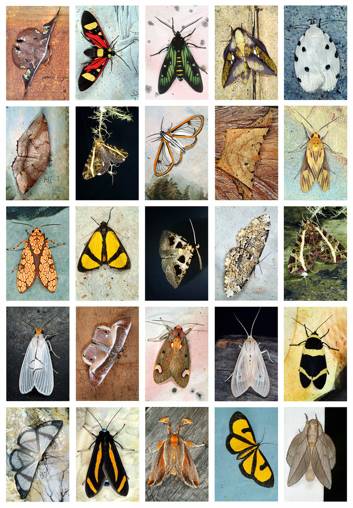 Emmet Gowin — Index 19, May 2008, Panama