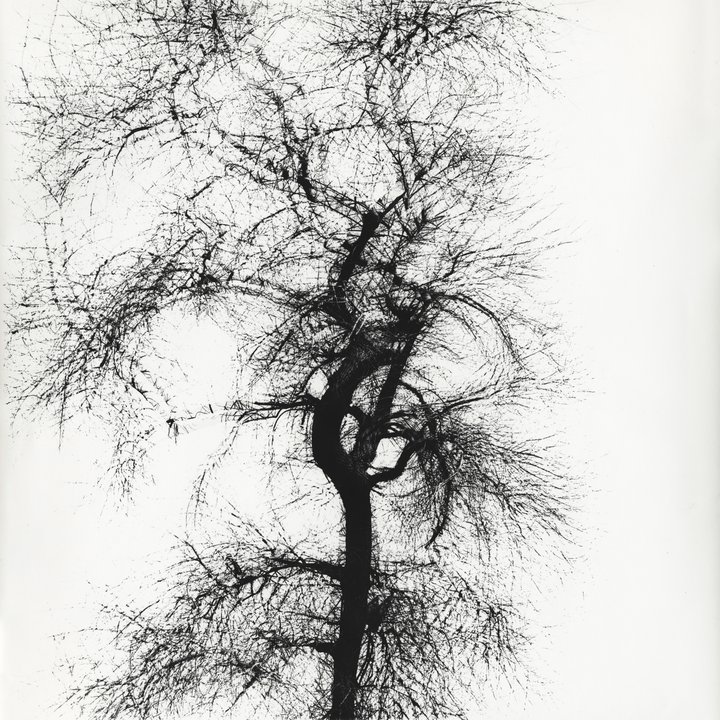 Harry Callahan — Multiple Exposure Tree, Chicago