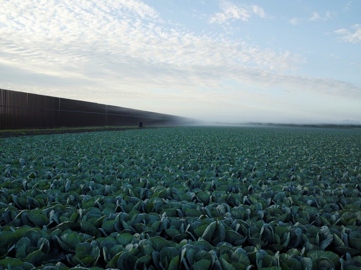 Richard Misrach — Cabbage Crop Near Brownsville, Texas