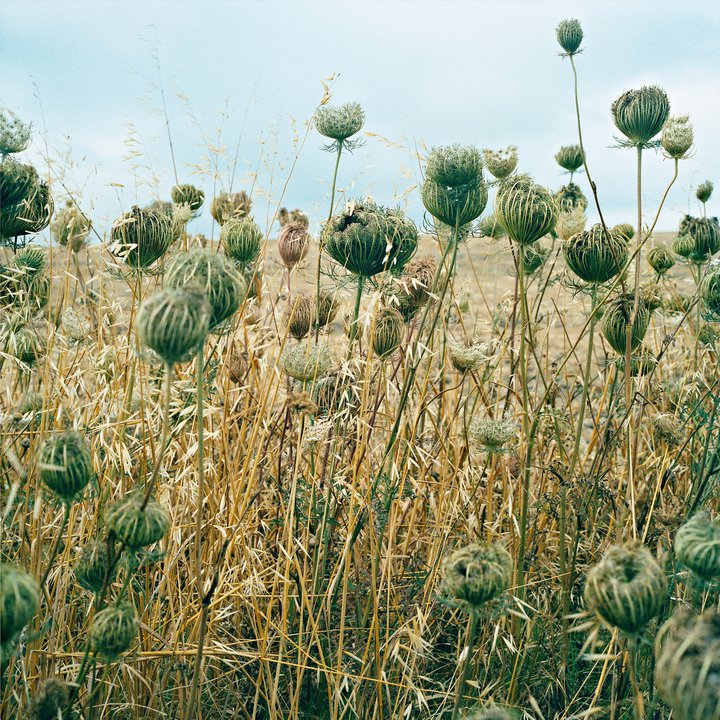 Yto Barrada — The Snail