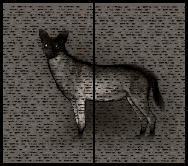 Michal Rovner — Nilus