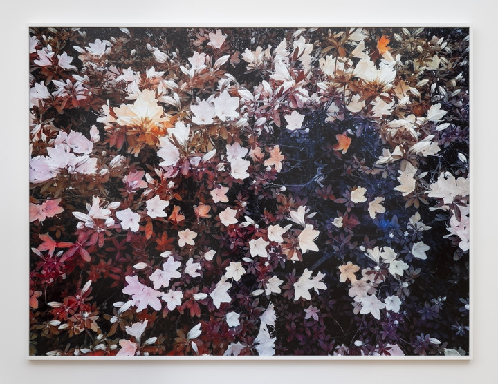 Trevor Paglen — Bloom (#5f5554)