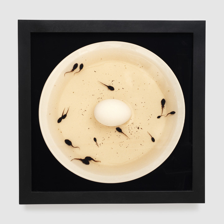 Nina Katchadourian — Artificial Insemination II