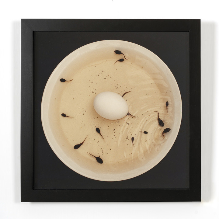 Nina Katchadourian — Artificial Insemination III