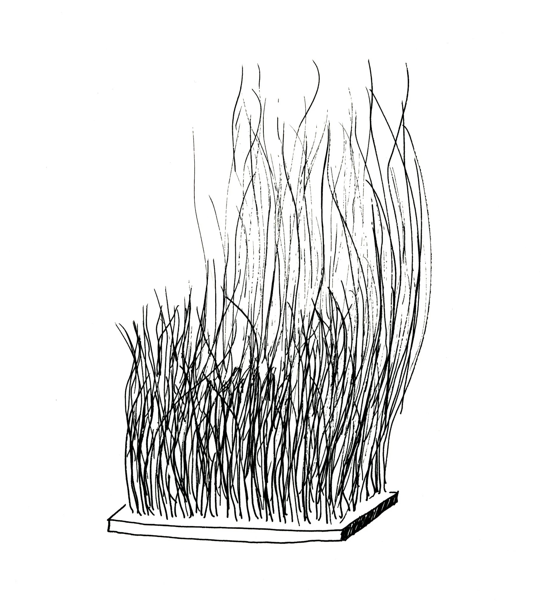 Broom by David Byrne