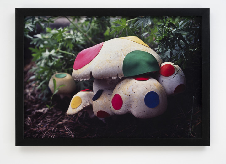 Nina Katchadourian — Renovated Mushroom