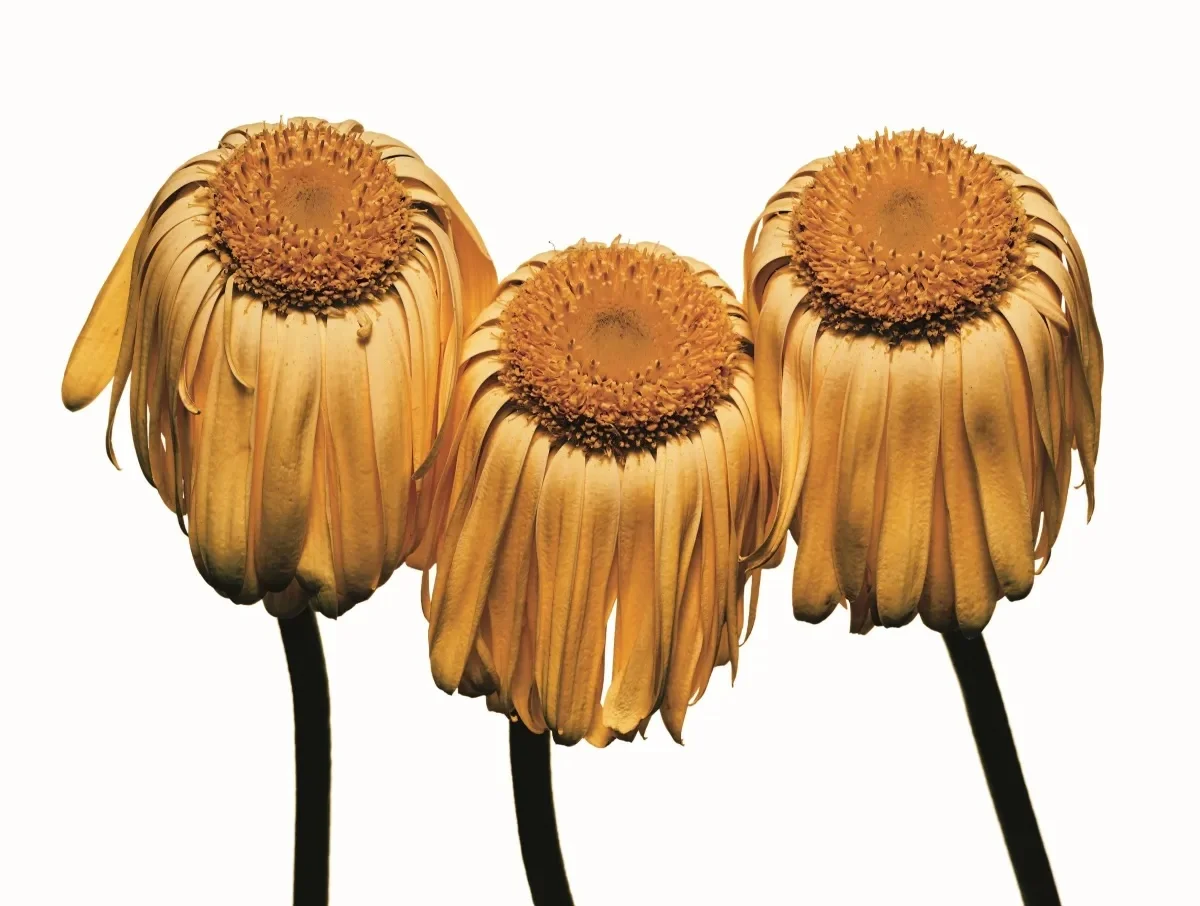 Gerbera Daisy by Irving Penn