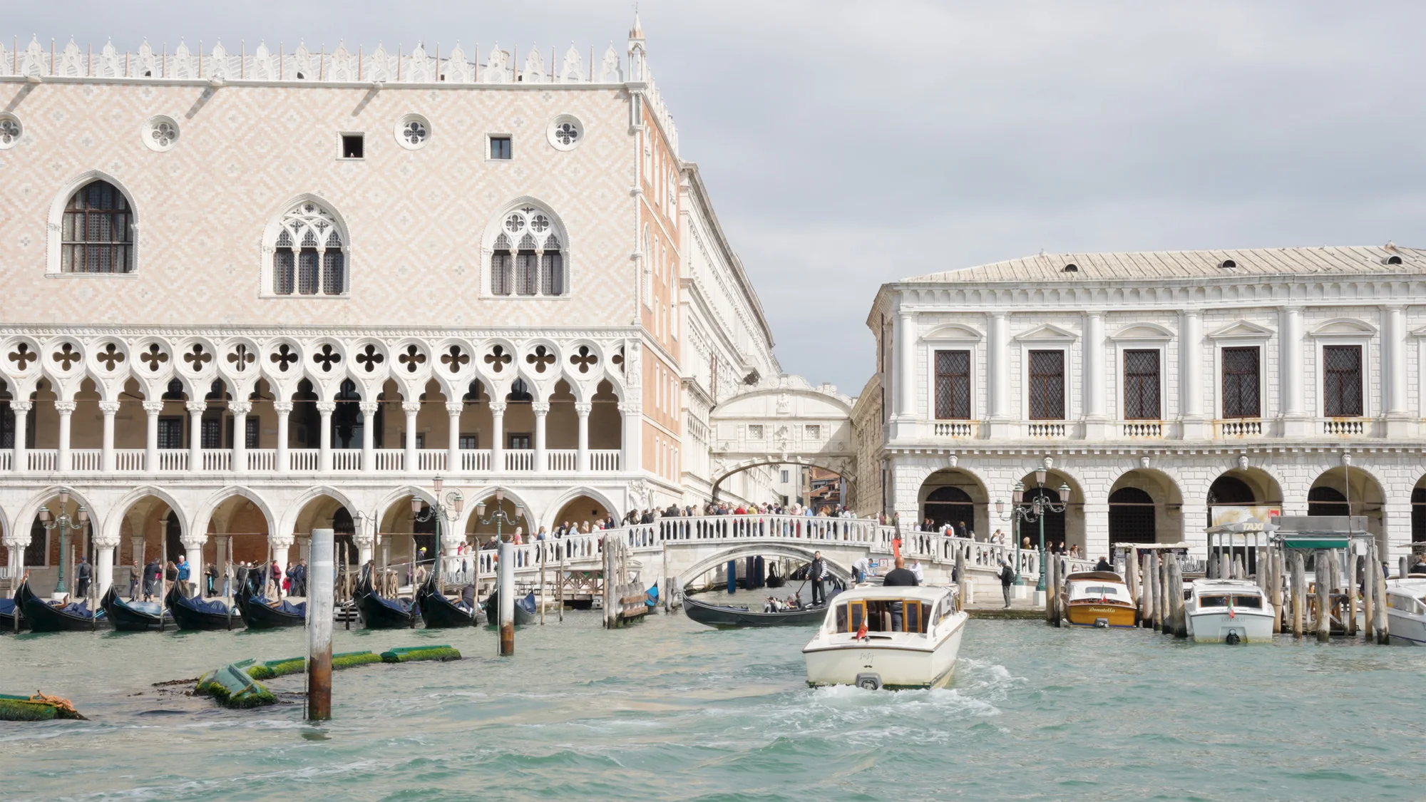 Our Artists in Venice